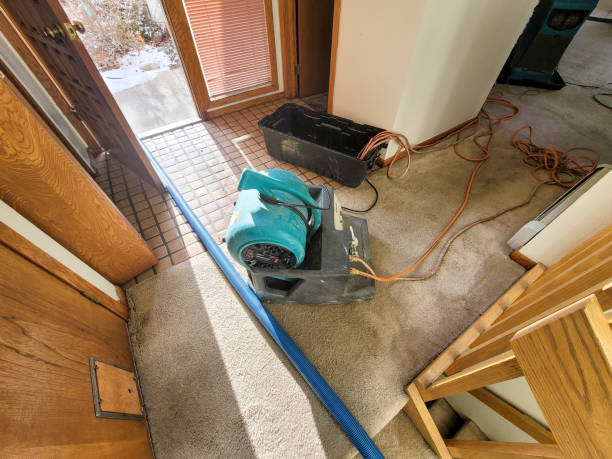 Best Basement water damage restoration  in Harristown, IL