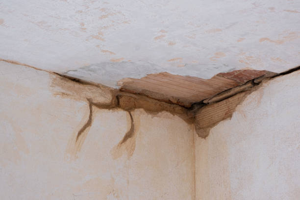 Best Water damage cleanup near me  in Harristown, IL