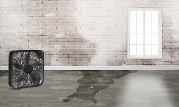 Best Mold removal after water damage  in Harristown, IL